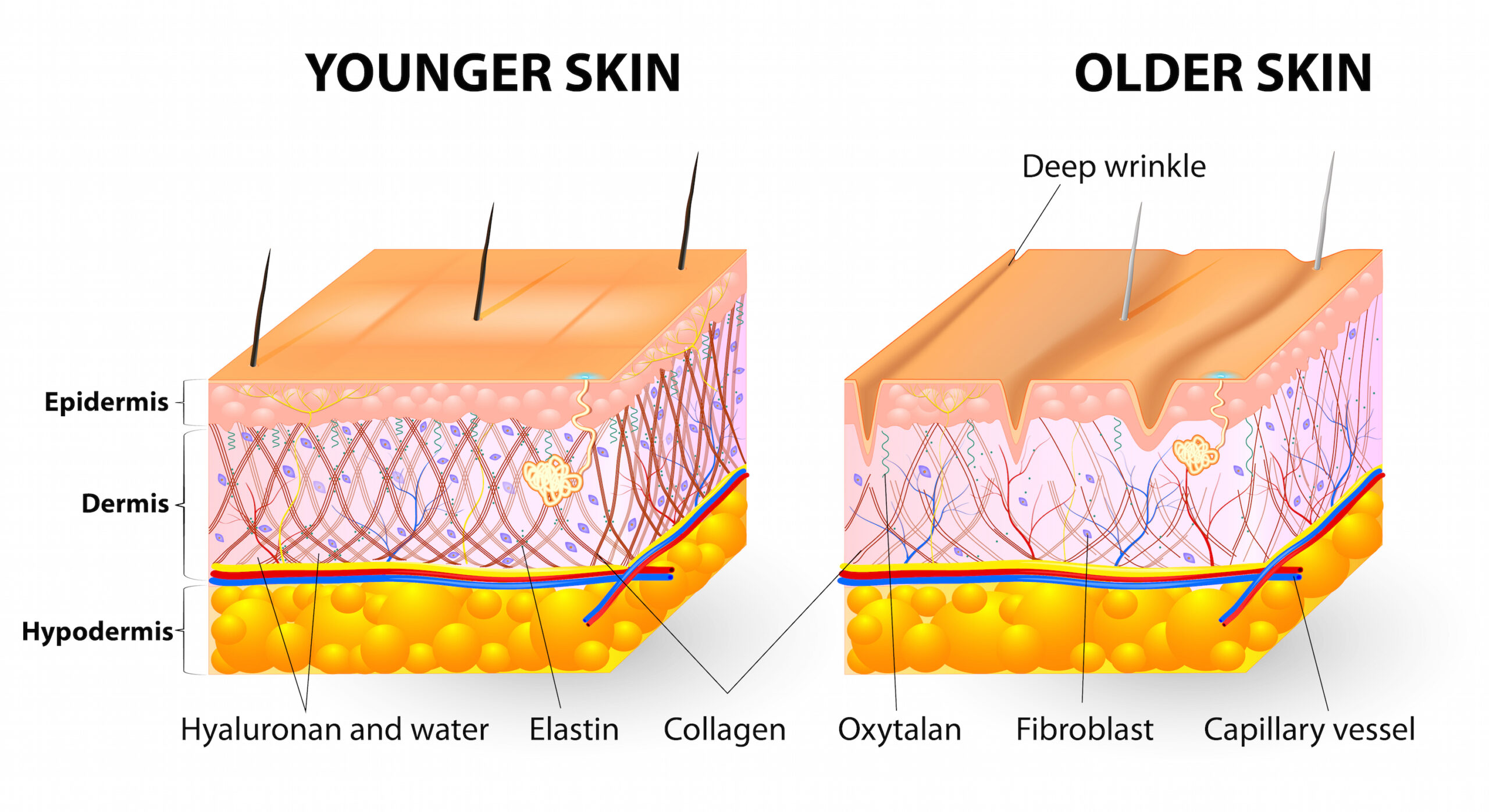Increased Collagen‍ Production⁢ and Wrinkle Reduction
